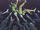 Basketful of Heads Vol 1 7 Textless.jpg
