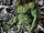 The Swamp Thing Vol 1 16 Textless Bolland Variant.jpg