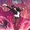 Zatanna Zatara (Prime Earth)