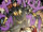 Batgirl: Arkham Knight: Batgirl and Harley Quinn Vol 1 2 (Digital)