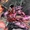 Pike (Wildstorm Universe)