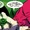 Abin Sur (Earth-21)