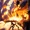 Phoenix (species)