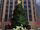Rockefeller Tree Day SSM.jpg
