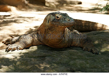 Komodo dragon | Marvel Animated Universe Fanon Wiki | Fandom Komodo dragon | Marvel Animated Universe Fanon Wiki | Fandom