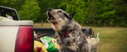 Billy Jack barking at 