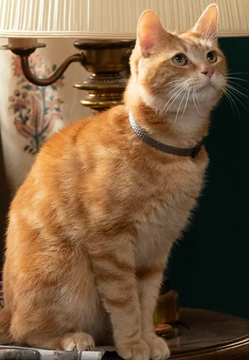 Captain marvel cat collar hotsell