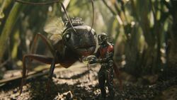 Ant-Man befriends and feeds 