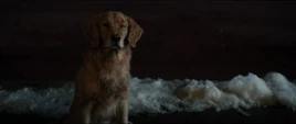 Lucky the Pizza Dog