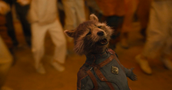 Rocket celebrating