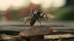 Ant-Man rides on the back of 