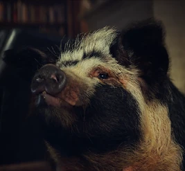 Alexei Pig profile pic