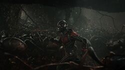 Ant-Man runs alongside his teams of ants