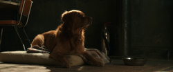 Lucky the Pizza Dog (The Marvels)