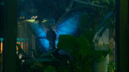 Giant Blue Butterfly