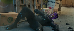 T'Challa durante la fuga de Klaue