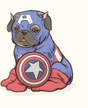 Captain America Pug