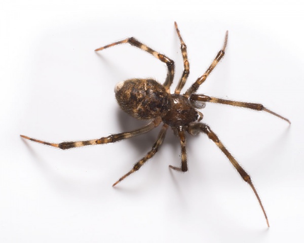 American House Spider