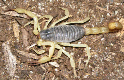 giant desert scorpion