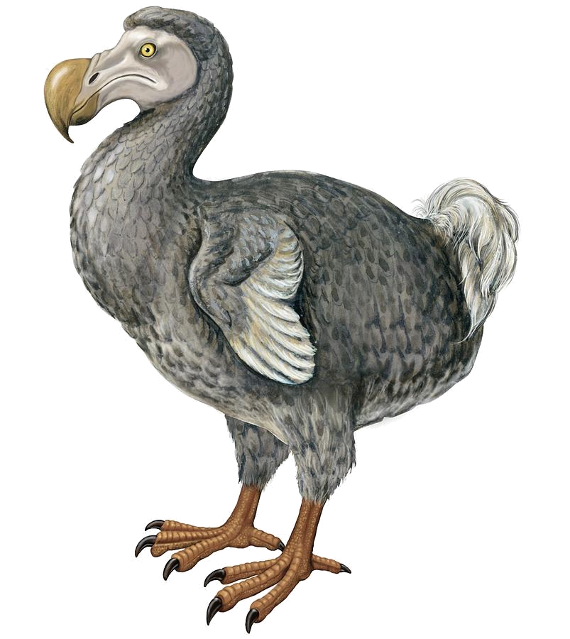Файл:Oxford Dodo display.jpg - Вікіпедія