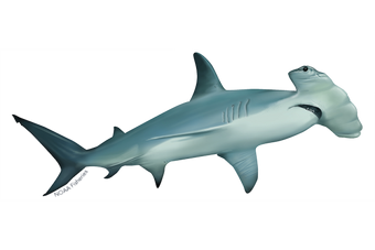 Hammer Head Shark 廃盤2枚 21uzujzNxqL.jpg_BO30,255,255,