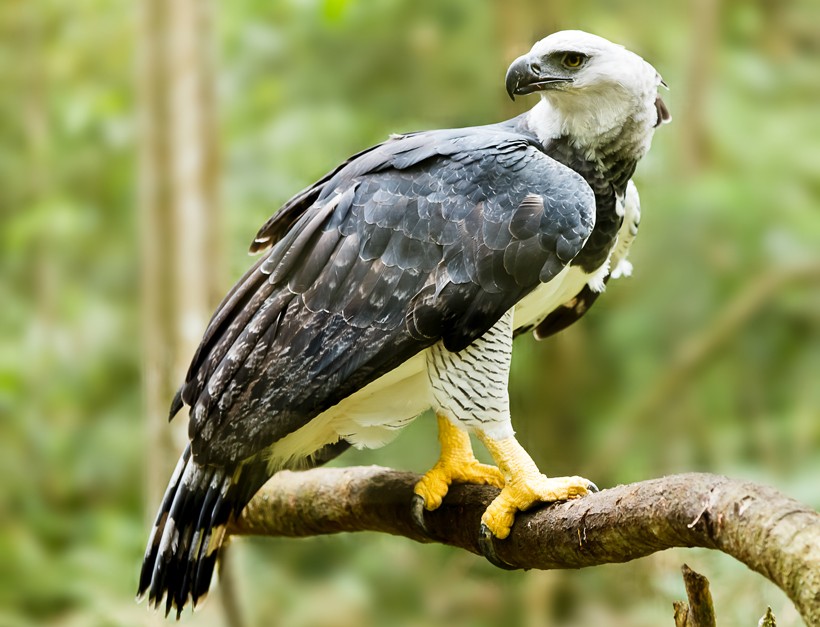 Harpy eagle. The largest and most powerful raptor in the Americas, and  among the largest in the world. They have a wingspan of…