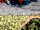 Legion of Monsters (Earth-77640) from Fantastic Four Roast Vol 1 1 0001.jpg