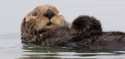 SeaOtter.png