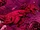 Devil Dinosaur (Earth-9997) from Paradise X Vol 1 4 001.jpg