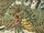 Wyrm (Earth-616)