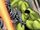 Bruce Banner (Earth-TRN841)