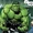 Bruce Banner (Earth-21798)