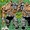 Bash Brothers (Earth-93060)