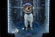 Cosmo, the CCCP cosmonaut dog