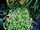 Annihilation Wave (Earth-52635) from Superior Avengers Vol 1 4 001.jpg