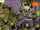 Annihilation Wave (Earth-TRN909) from Thanos The Infinity Relativity Vol 1 1 001.jpg