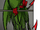 Lasher (Parrot) (Earth-97161)