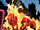 Yoshio Kannabe (Earth-616) from Ghost Rider Vol 6 30 0001.jpg