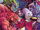 Spider-Man and the X-Men Vol 1 2.jpg