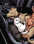 Cuddling with Chewie, Liho, Coal, and Lucky From Marvel Meow and Pizza Dog Infinity Comic #3