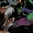 Guardians of the Galaxy (Earth-TRN666)
