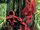 Scarlet Witch Vol 4 5