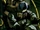 Rodriquez (Earth-616) from X-Men Fantastic Four Vol 1 1 001.png