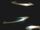 Moon Knight's Crescent Darts
