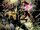 All-New Venom Vol 1 6.jpg
