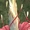Antigen Tree