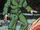 Gorgon Petragon (Earth-9012) from What If...? Vol 1 9 001.jpg