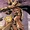 Black Knights (Universal Church of Truth) (Earth-21923)