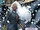 Ororo Munroe (Earth-616) from Storm Vol 5 1 004.jpg