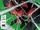 Scarlet Spider Vol 2 1 3rd Printing.jpg